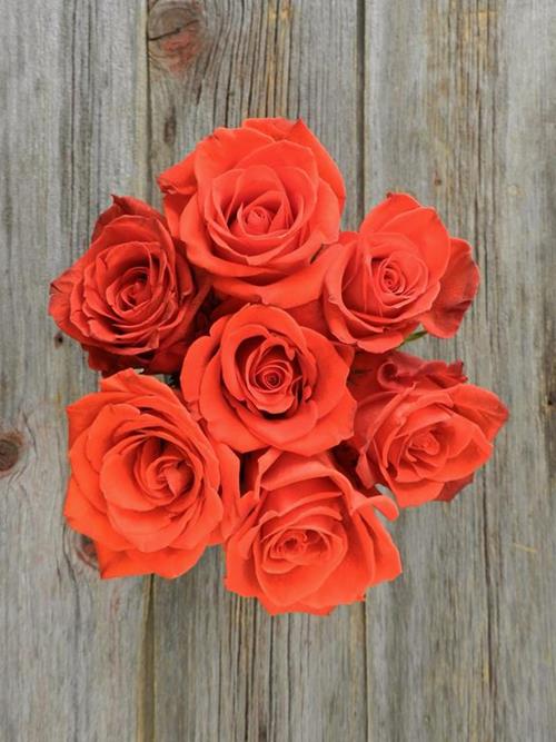 SANTANA  ORANGE ROSES